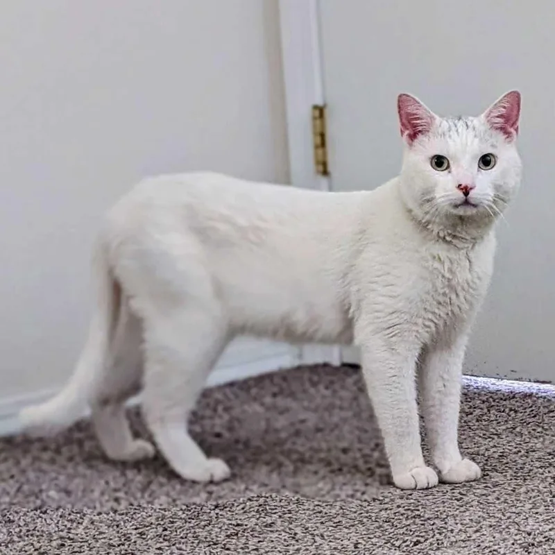 Leonard