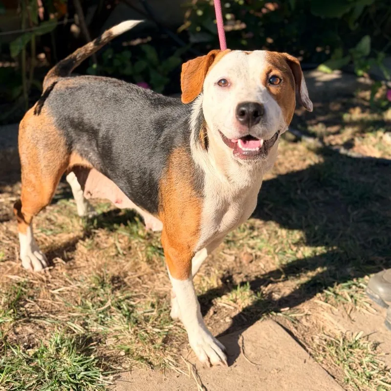 An adult medium-sized female White / Cream Mixed Breed dog named Nebula aka Dottie for adoption in Huntington, WV