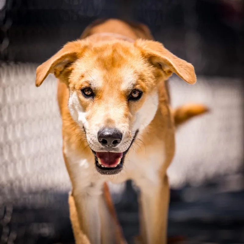 A young medium-sized male Shepherd dog named Brownie for adoption in Twentynine Palms, CA