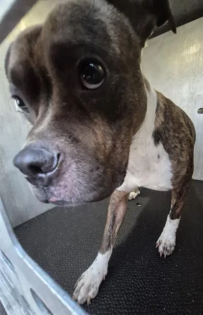 A young medium-sized male American Staffordshire Terrier dog named A for adoption in San Antonio, TX