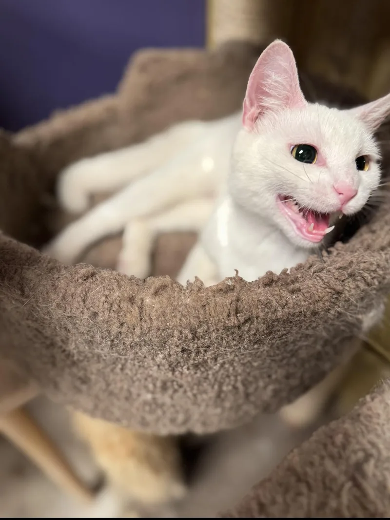 A young medium-sized female White Domestic Short Hair cat named Feta for adoption in MABLETON, GA