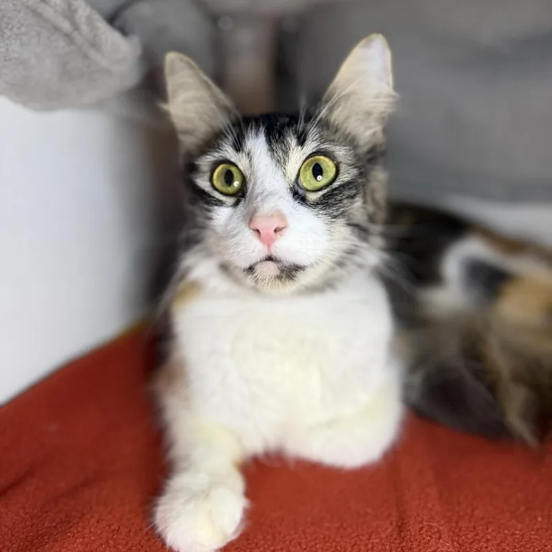 A young small-sized female Domestic Medium Hair cat named Noob for adoption in Los Angeles, CA