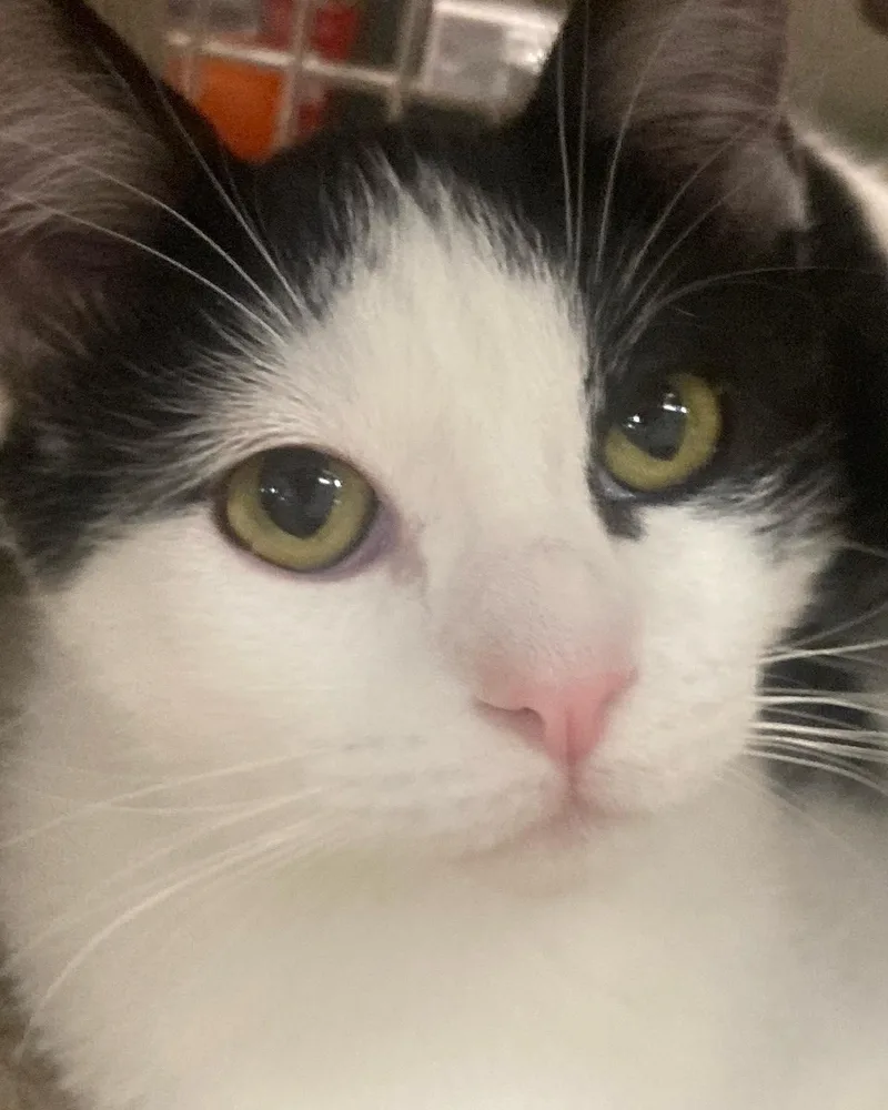 Pavarotti thumbnail 2