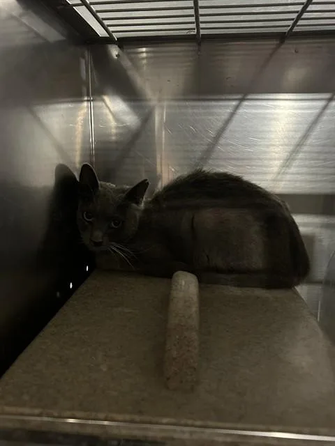 A young large-sized female Domestic Medium Hair cat named Jillian for adoption in Bakersfield, CA
