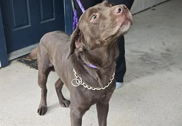 An adult medium-sized male Labrador Retriever dog named Bubba Gump for adoption in Garland, TX