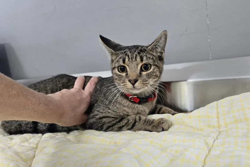 An adult large-sized male Domestic Short Hair cat named Romeo for adoption in Dickson, TN