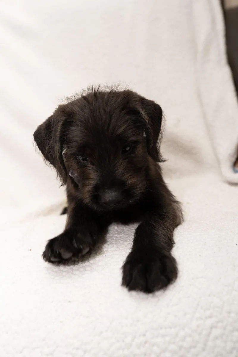 A baby medium-sized male Labradoodle dog named Oberon for adoption in Mobile, AL