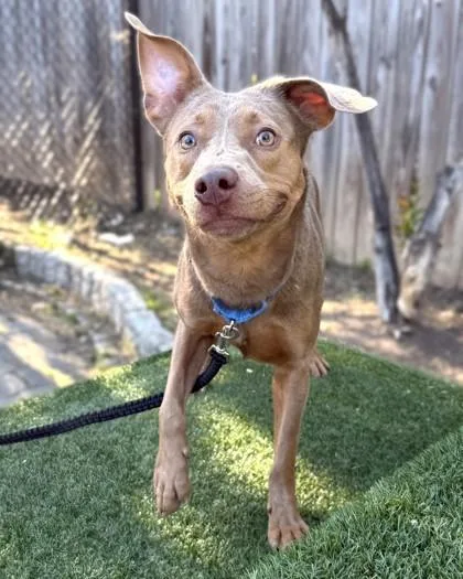 A young medium-sized female Mixed Breed dog named Aubry for adoption in Washington, DC