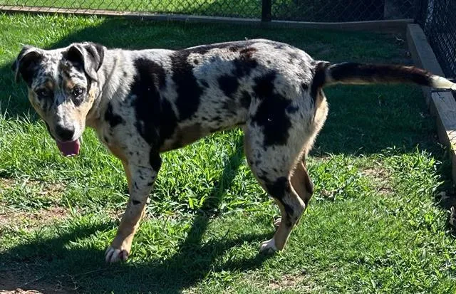 An adult large-sized male Catahoula Leopard Dog dog named Neil for adoption in Appling, GA