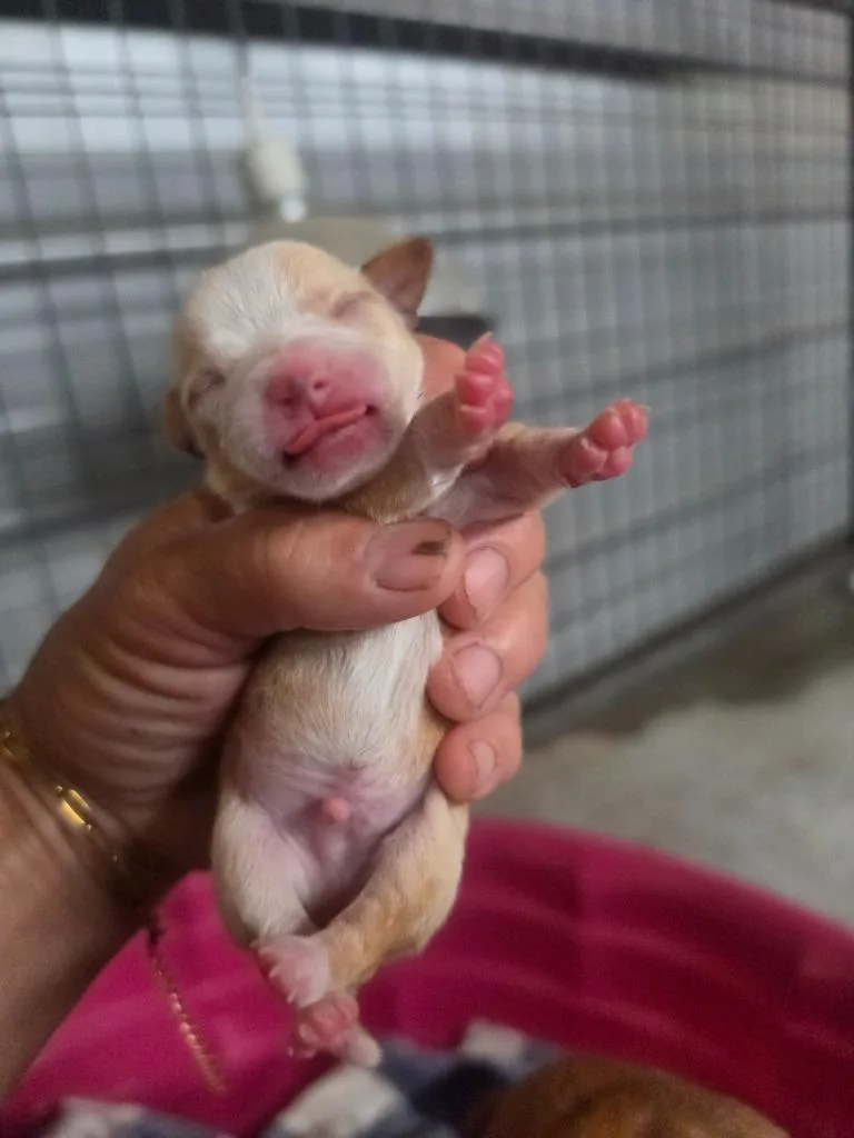 A baby small-sized male Chihuahua dog named Dobie litter for adoption in Waynesville, GA