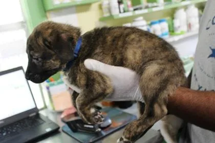 A baby large-sized male German Shepherd Dog dog named Billy for adoption in Picayune, MS