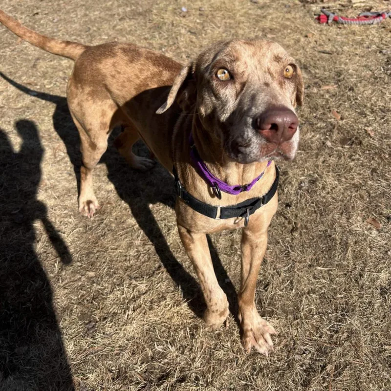 An adult large-sized female Brown / Chocolate Catahoula Leopard Dog dog named Summer for adoption in Conway, NH