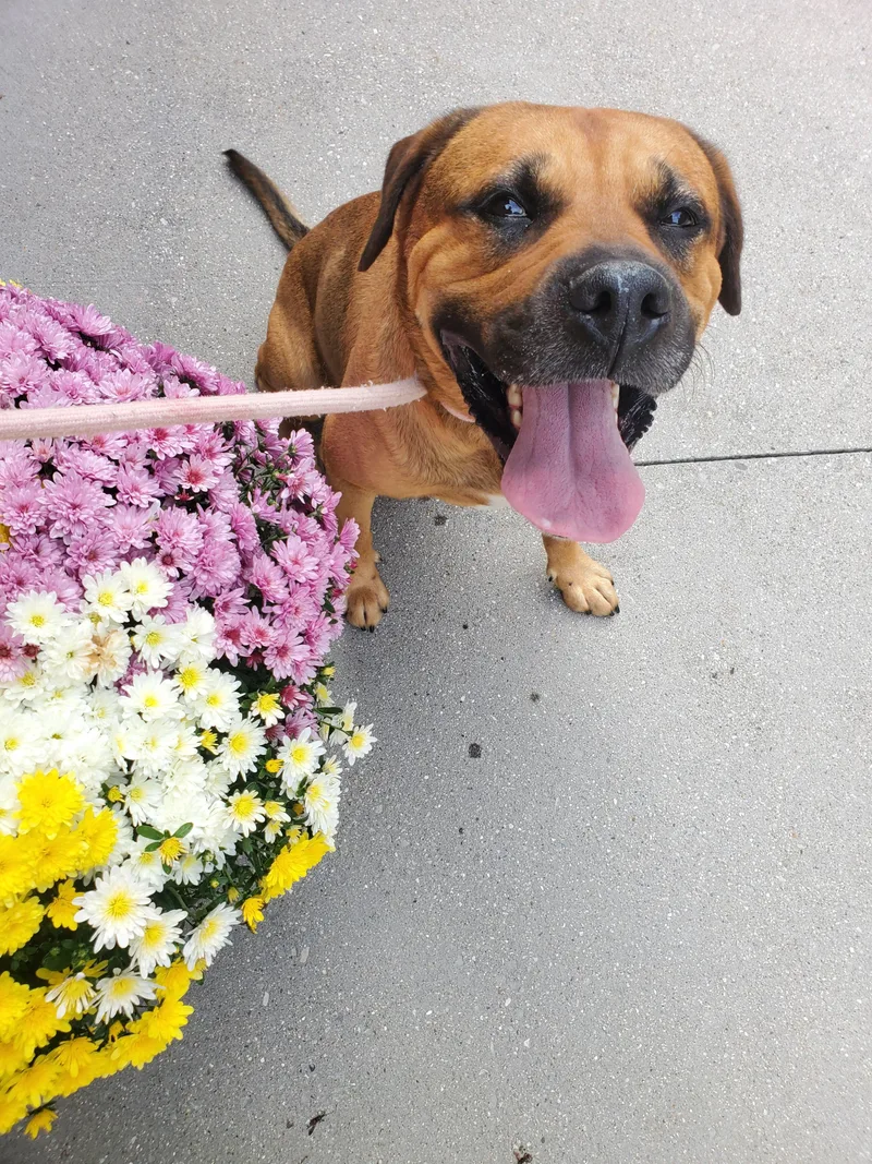 An adult large-sized male Brown / Chocolate Bullmastiff dog named Hooker for adoption in Beulah, MI