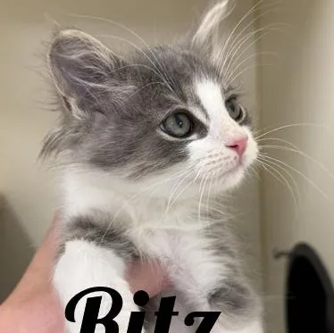 A young medium-sized male Tabby (Gray / Blue / Silver) Domestic Medium Hair cat named Ritz for adoption in Manistee, MI