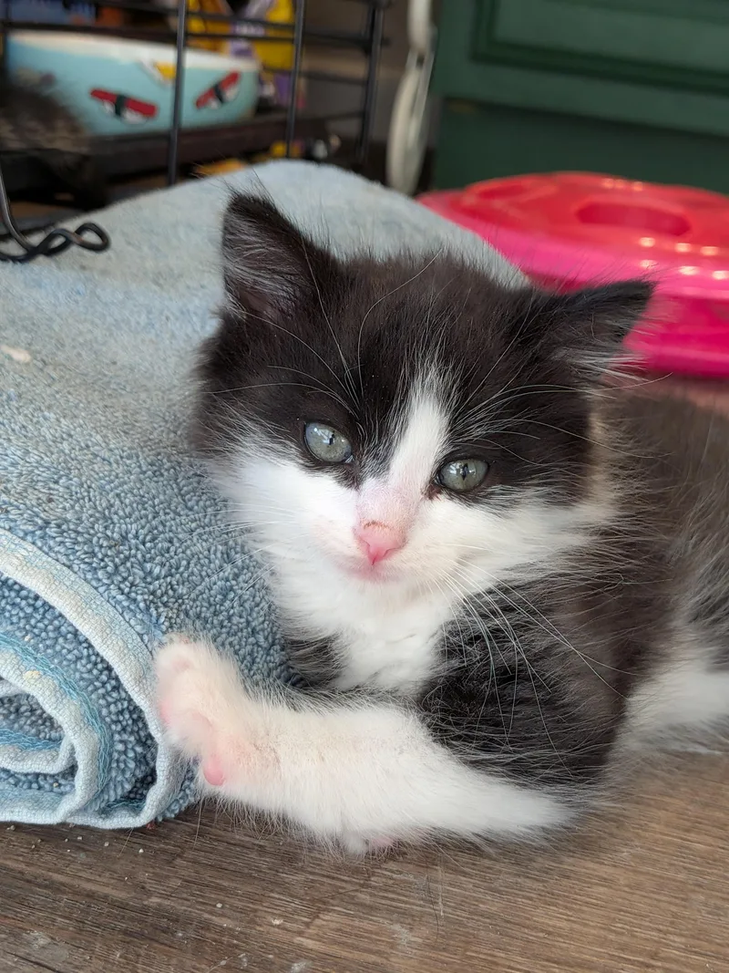 A baby small-sized male Domestic Long Hair cat named Kansas for adoption in Hershey, PA
