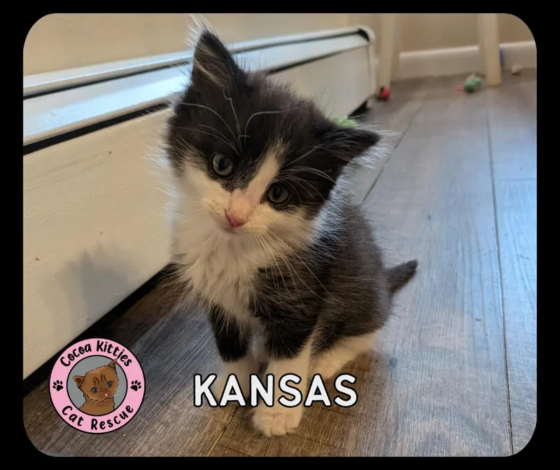 Kansas thumbnail 4