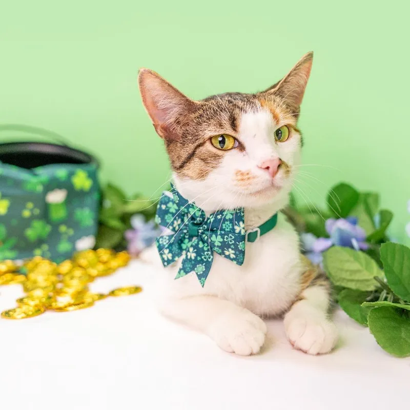 An adult medium-sized female Calico Domestic Short Hair cat named Catty for adoption in Durham, NC