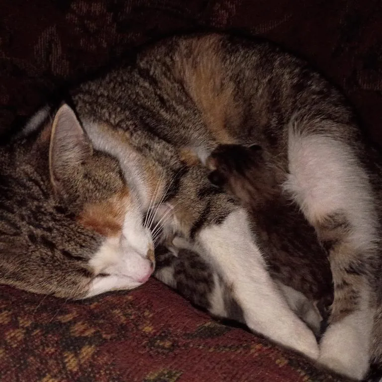Catty thumbnail 2