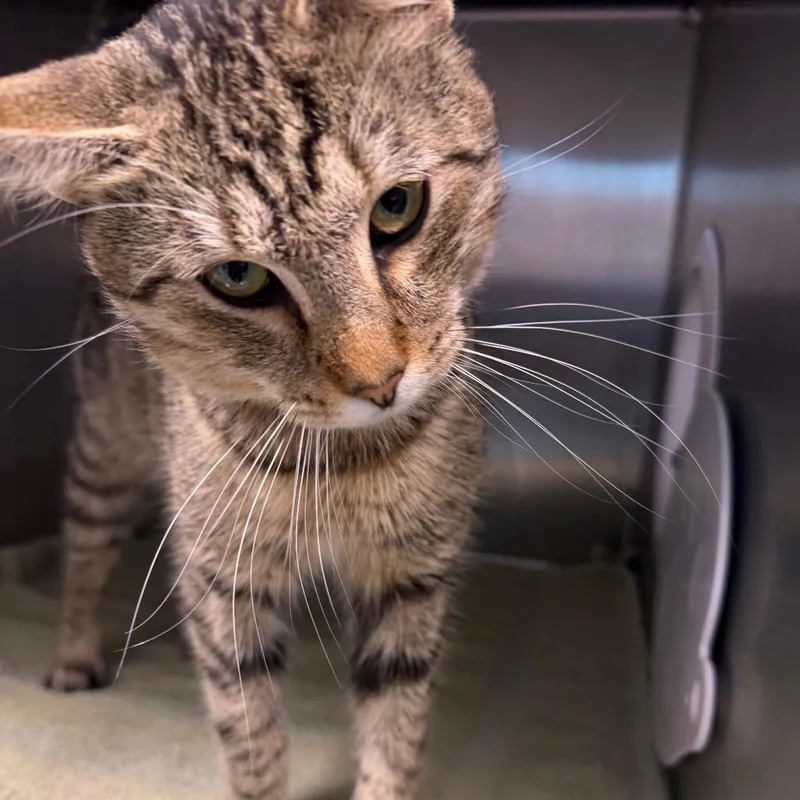 An adult medium-sized male Brown / Chocolate Domestic Short Hair cat named Leroy for adoption in Englewood, FL