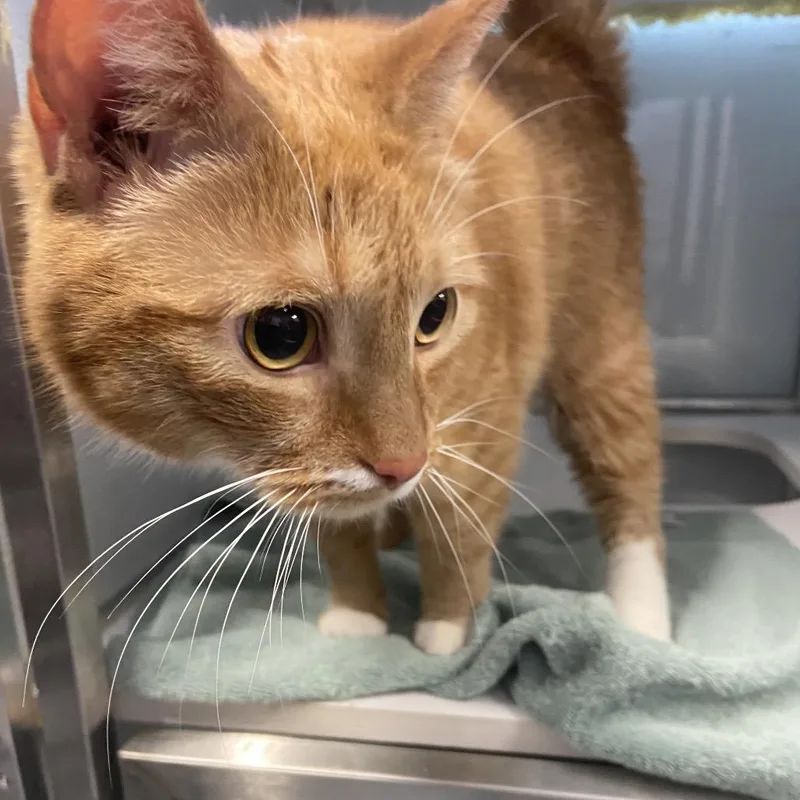 An adult large-sized male Domestic Short Hair cat named Chicken Dance for adoption in Binghamton, NY