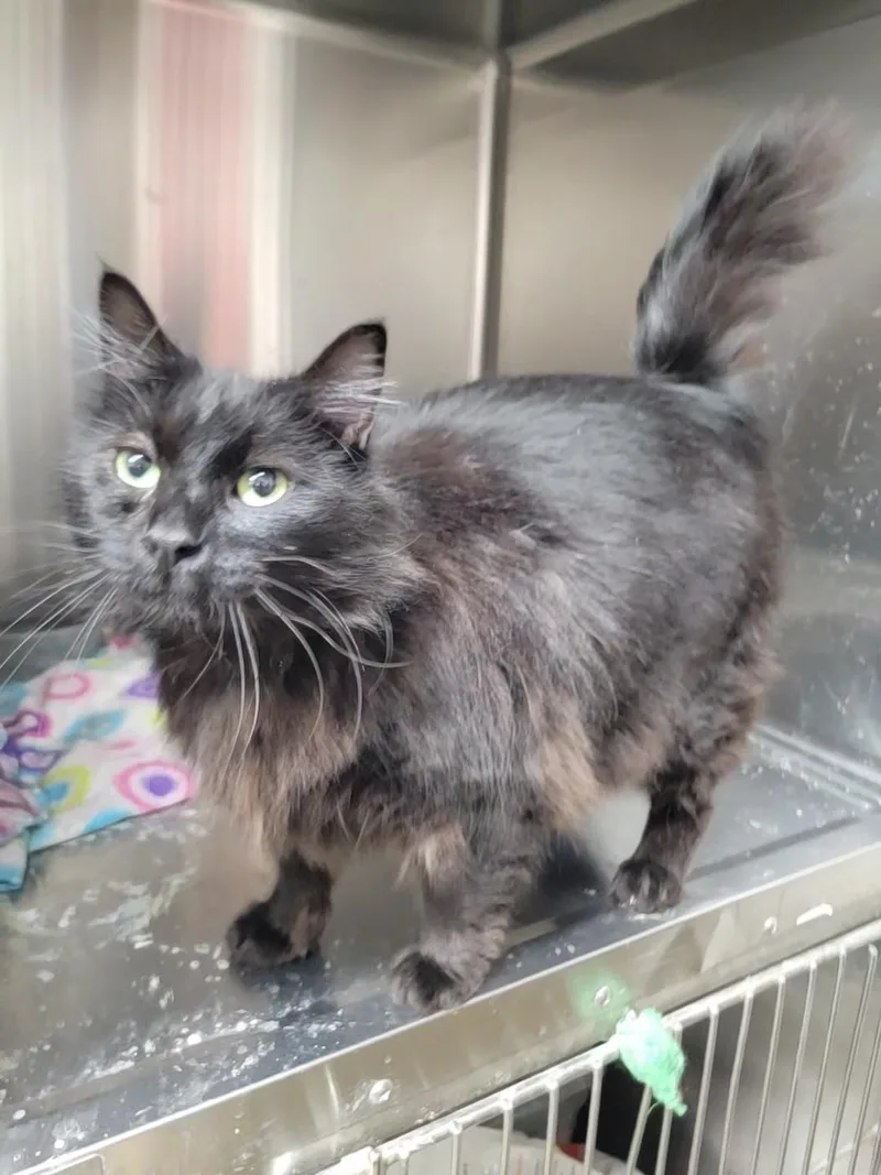 An adult medium-sized male Black Domestic Long Hair cat named Dante for adoption in Port Angeles, WA