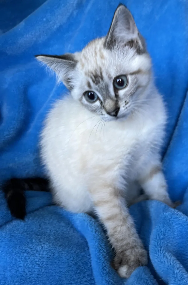 A baby medium-sized female Siamese cat named Finch for adoption in Hood RIver, OR