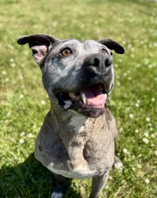 Remi