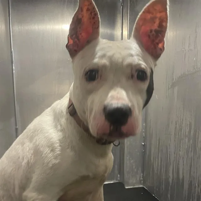 A young medium-sized female American Staffordshire Terrier dog named Jasmine for adoption in San Antonio, TX