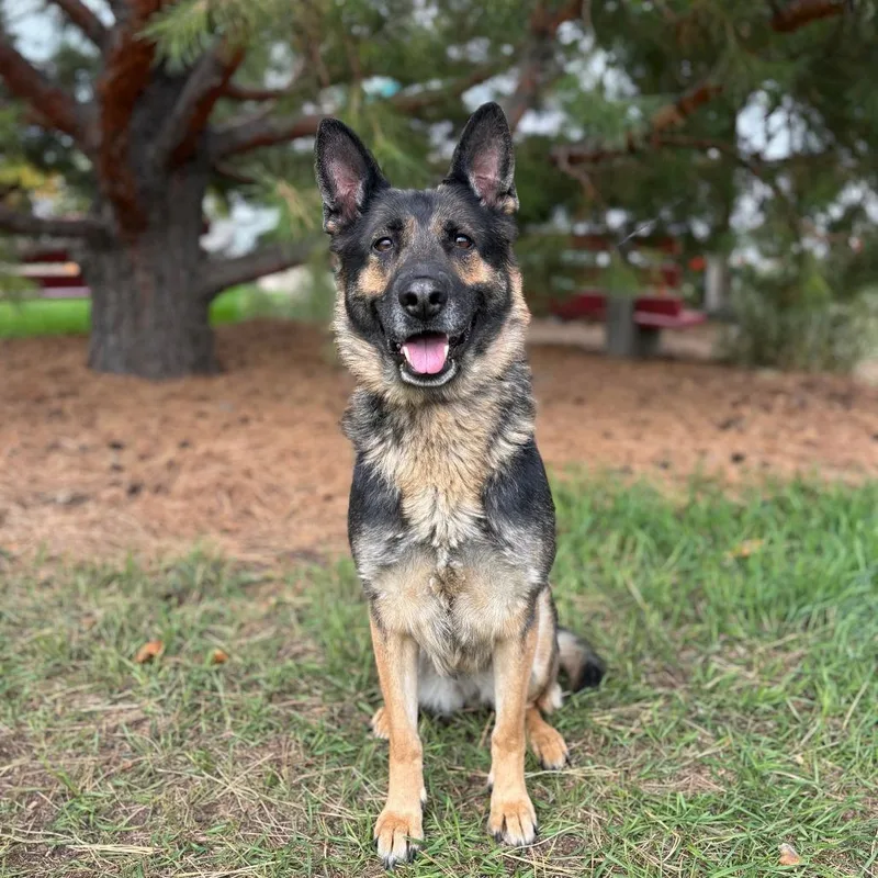 An adult medium-sized female Black German Shepherd Dog dog named Ziva for adoption in Fargo, ND