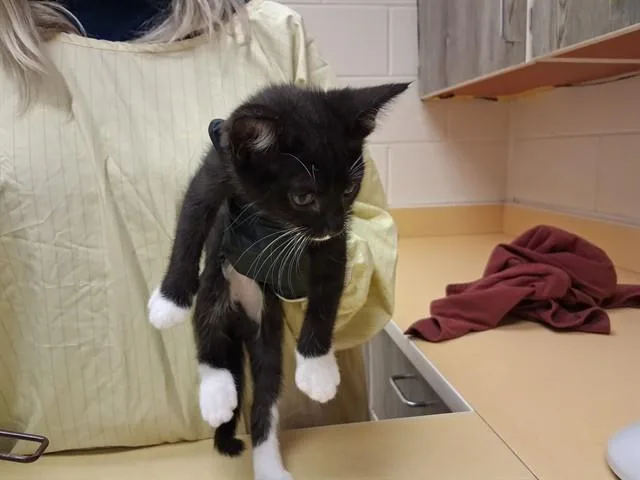 A baby small-sized female Domestic Short Hair cat named Gayle for adoption in Colorado Springs, CO