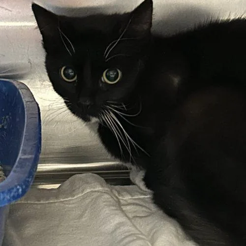 A young medium-sized female Domestic Short Hair cat named Comet for adoption in Burlington, IA