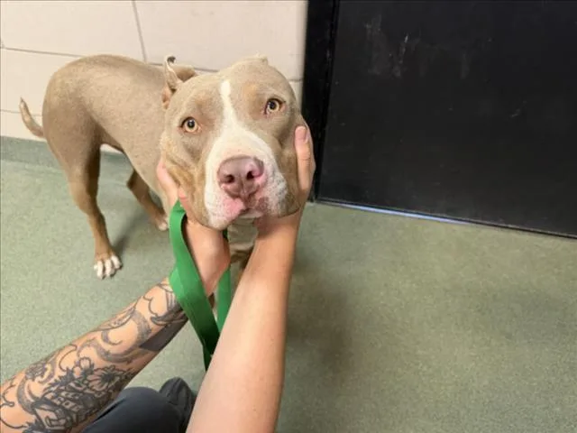 A young large-sized female Pit Bull Terrier dog named Nova for adoption in Santa Fe, NM