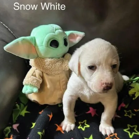 Snow White thumbnail 3