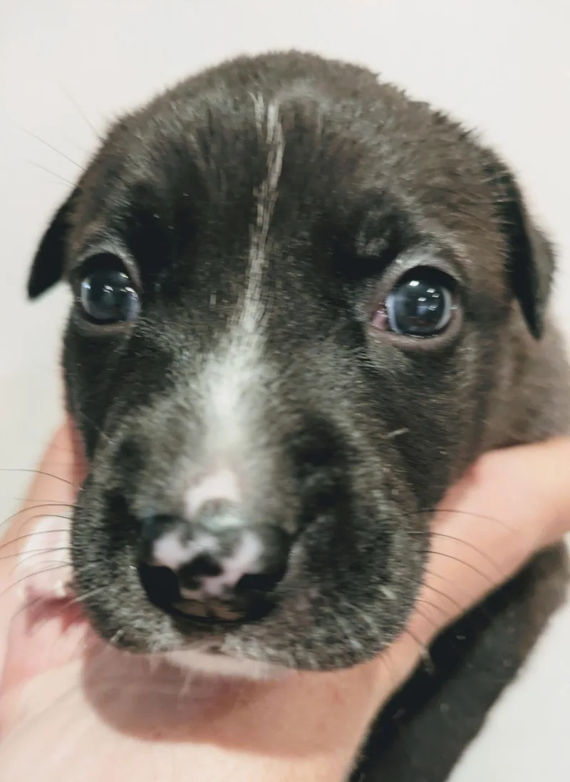 A baby medium-sized male American Staffordshire Terrier dog named Duke for adoption in Holly Springs, NC