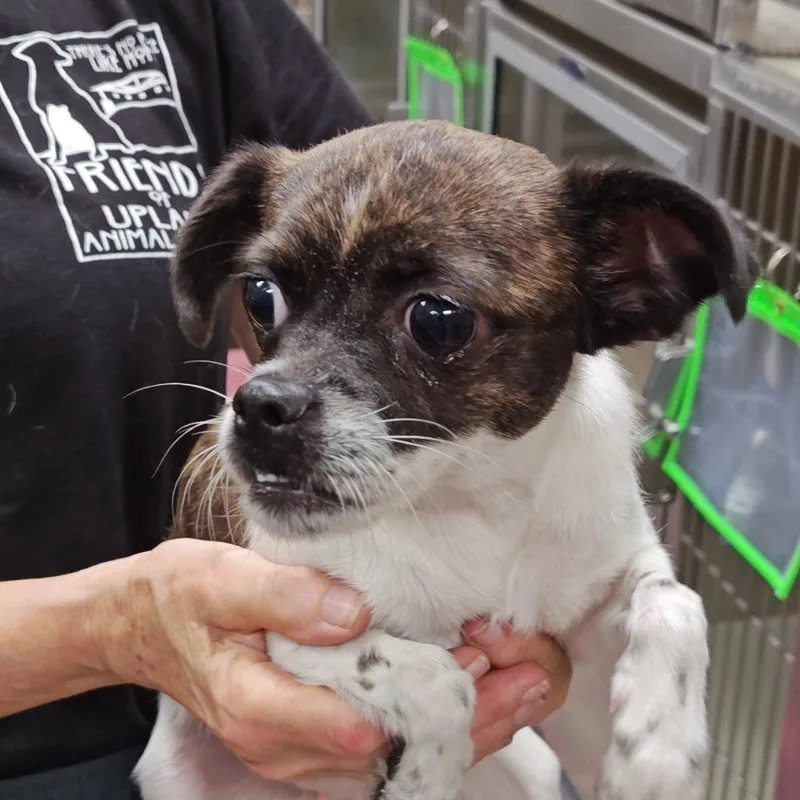 An adult small-sized female Brown / Chocolate Terrier dog named Ellie May for adoption in Upland, CA