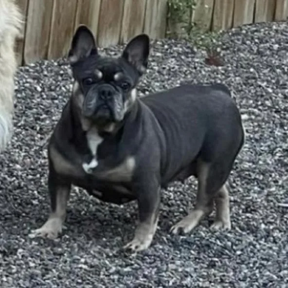 Tillie D