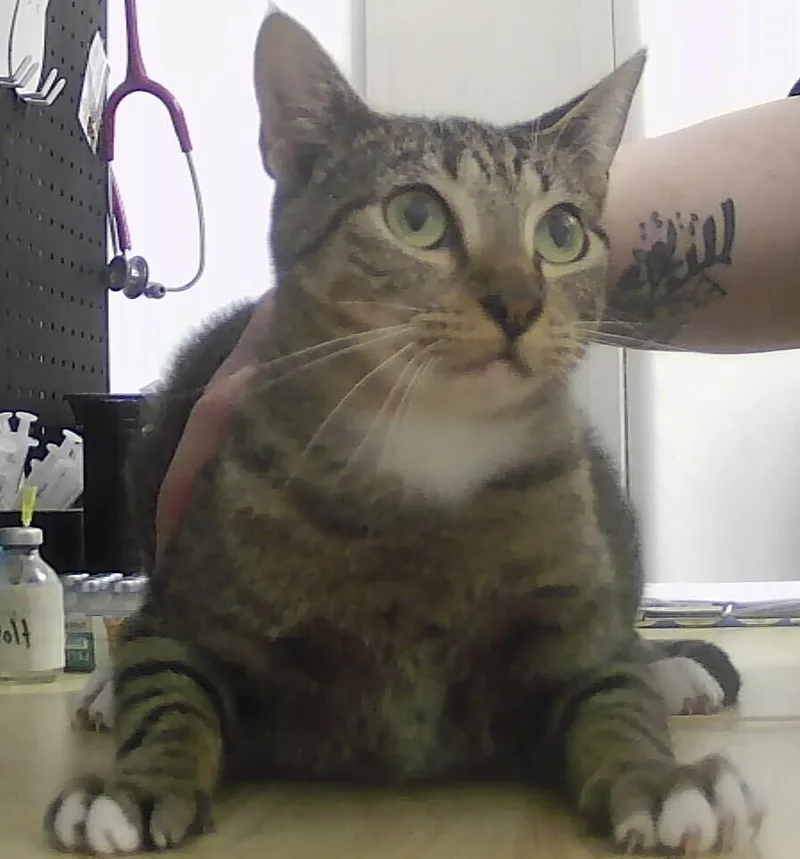 An adult medium-sized female Domestic Short Hair cat named Lorelei for adoption in Anoka, MN
