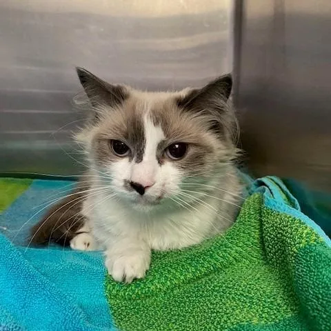 An adult medium-sized female Siamese cat named Suede for adoption in Hawthorne, CA