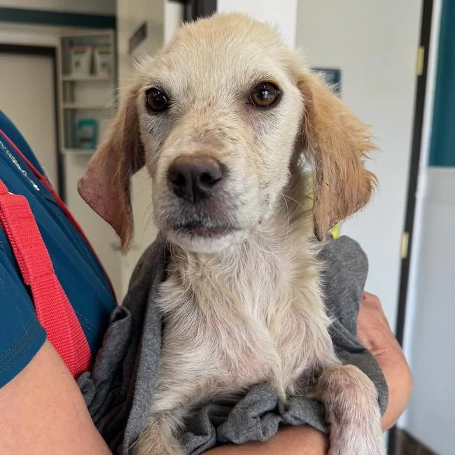 A young medium-sized female Labrador Retriever dog named Liv for adoption in San Diego, CA
