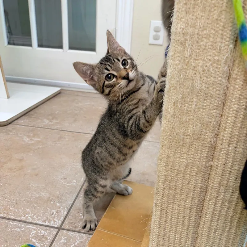Rex