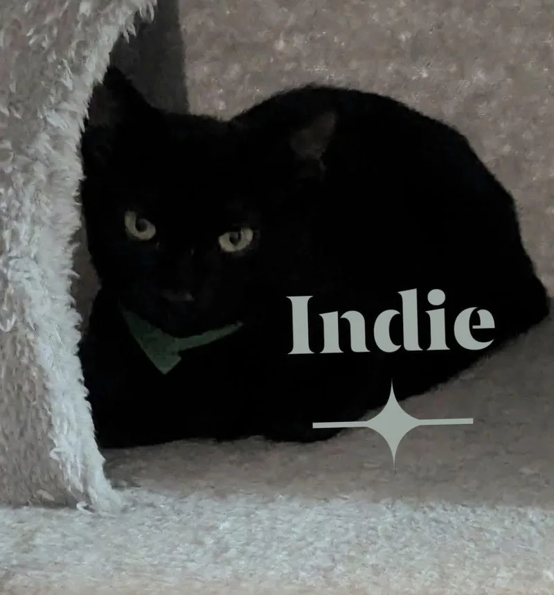 A baby medium-sized male Black Domestic Short Hair cat named Indie for adoption in Cincinnati, OH
