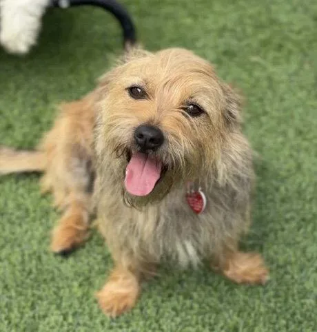 An adult medium-sized female Terrier dog named Lainey CA for adoption in Hillside, IL