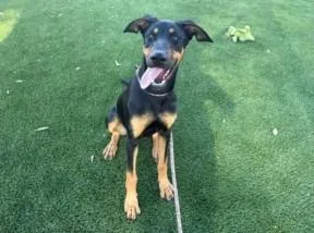 A young large-sized female Doberman Pinscher dog named Cookie for adoption in Los Angeles, CA
