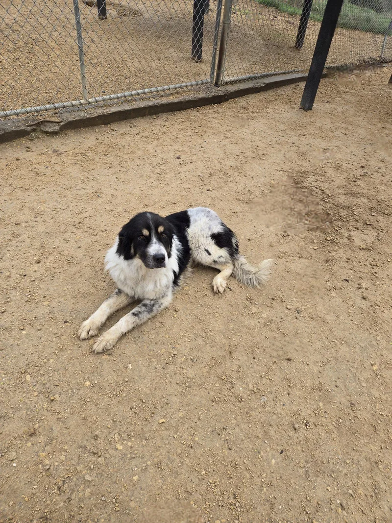 An adult medium-sized female Great Pyrenees dog named Dolly for adoption in Maquoketa, IA