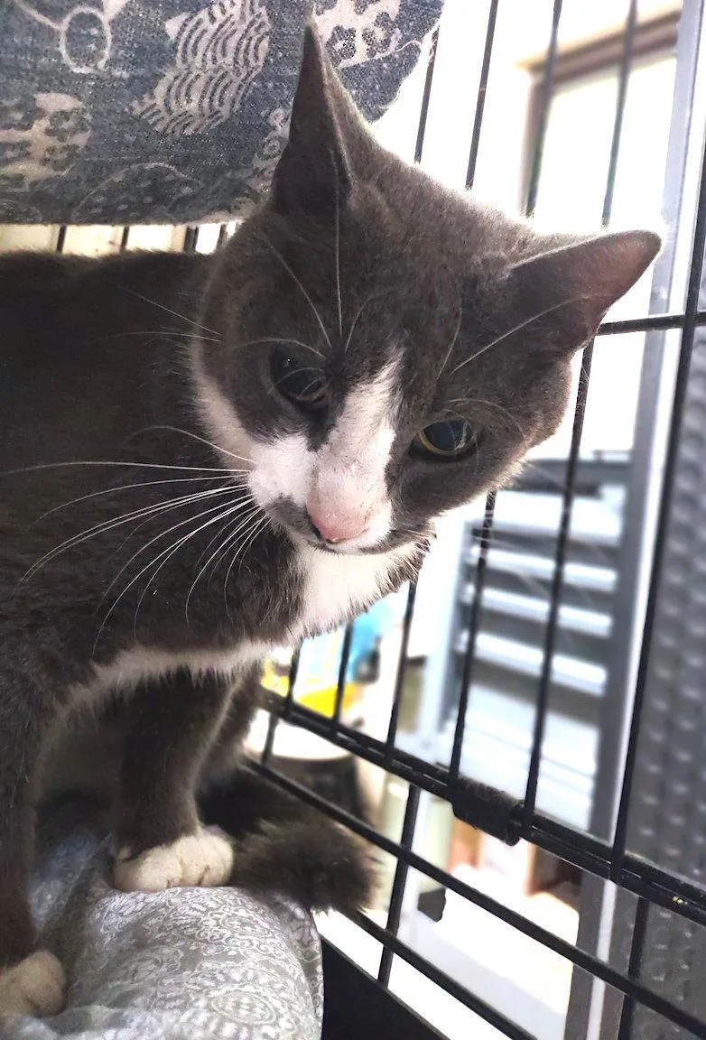A young medium-sized female Gray & White Domestic Short Hair cat named Sassy for adoption in Albemarle, NC
