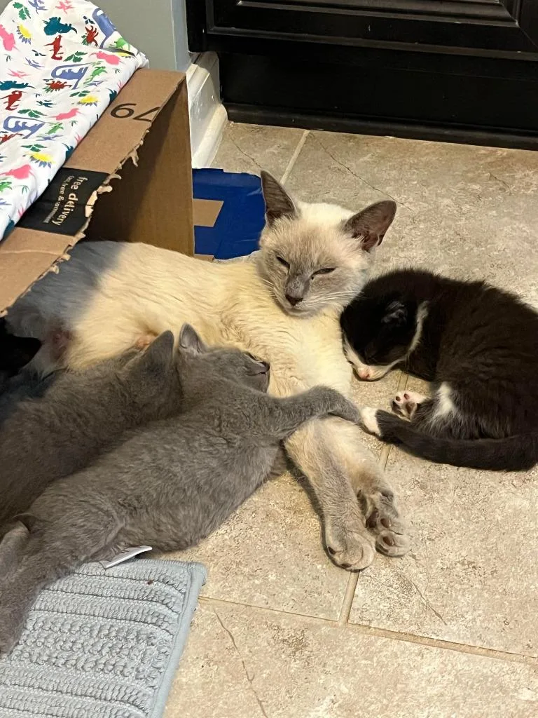 A young medium-sized female Siamese cat named Dreamer for adoption in Youngsville, NC