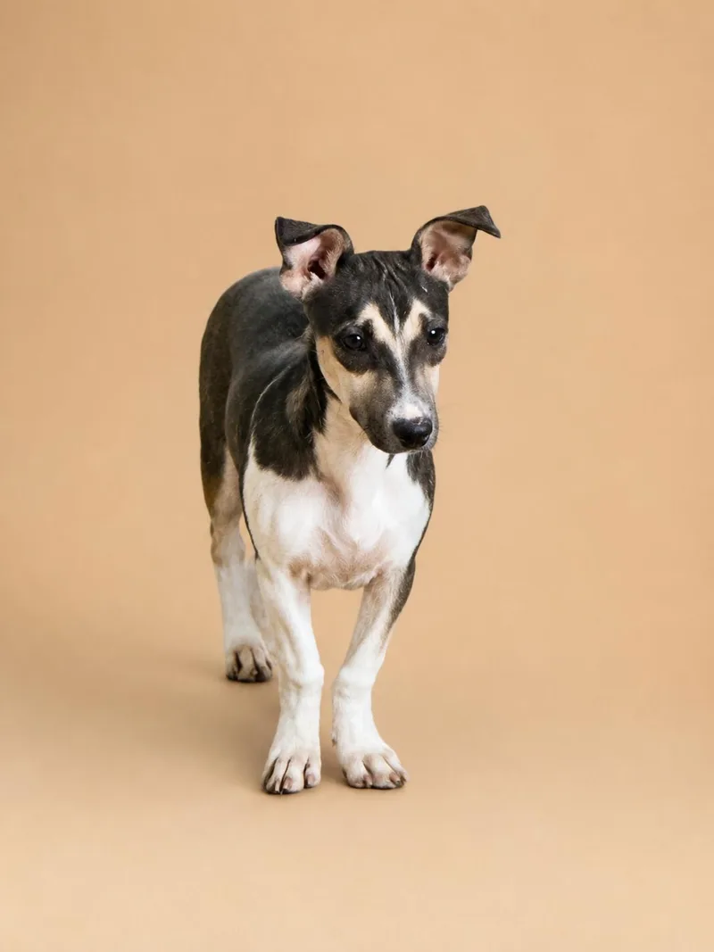 A baby small-sized female Bicolor Chiweenie dog named Remi for adoption in Cleveland, TX