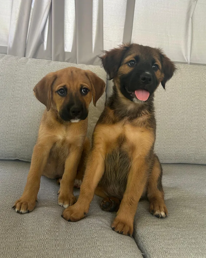 A baby medium-sized male Mixed Breed dog named Merle for adoption in Richmond, VA