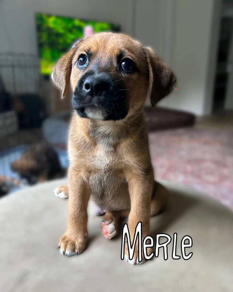 Merle thumbnail 4