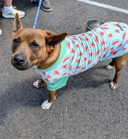 An adult medium-sized female Brown / Chocolate Mixed Breed dog named Sable for adoption in Hamilton, OH